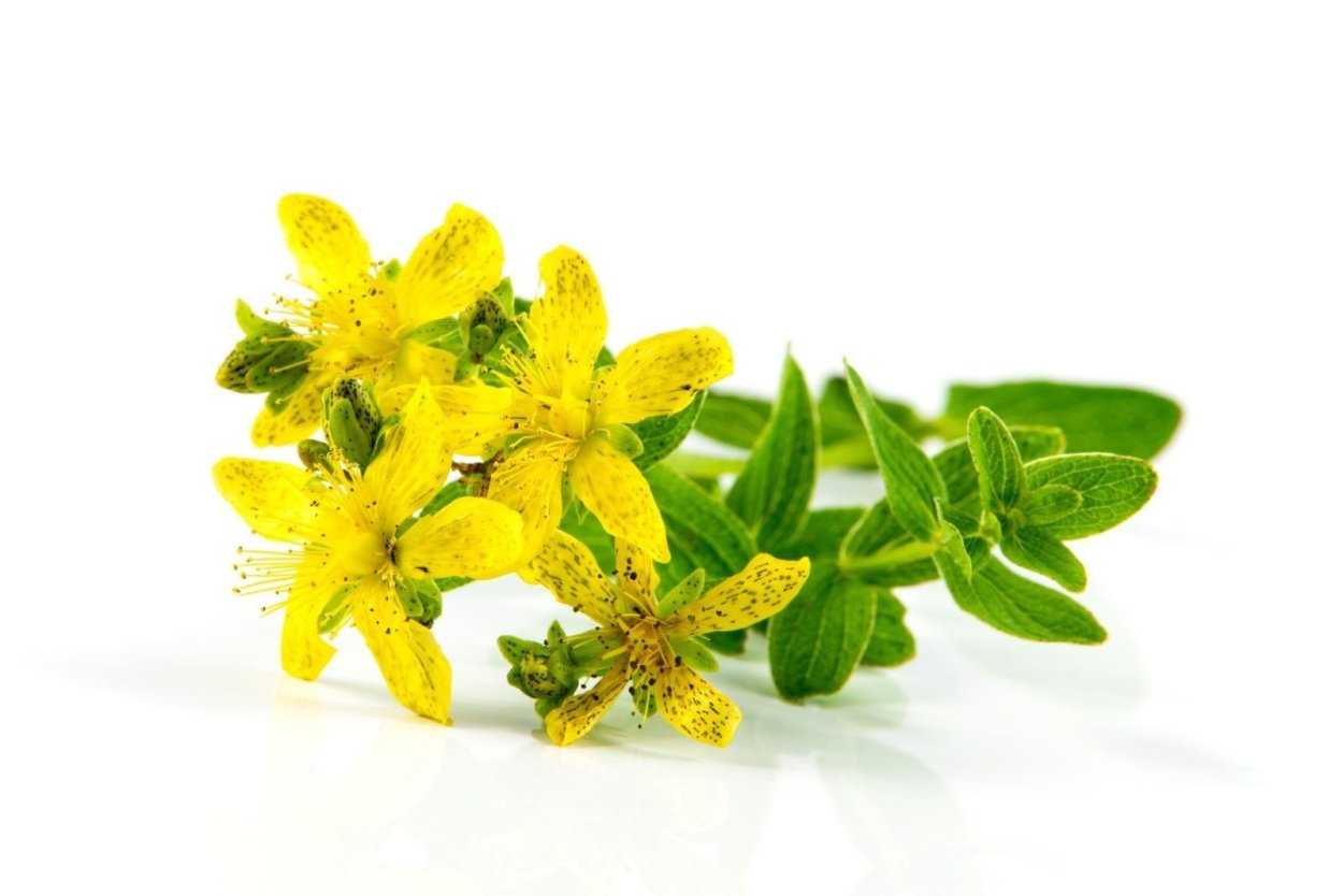 Трава зверобой лечебные