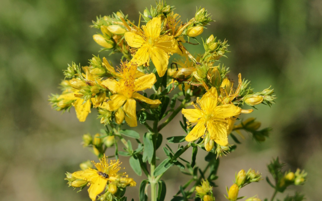 Зверобой продырявленный (Hypericum perforatum)