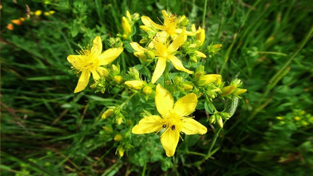 Зверобой продырявленный - лс