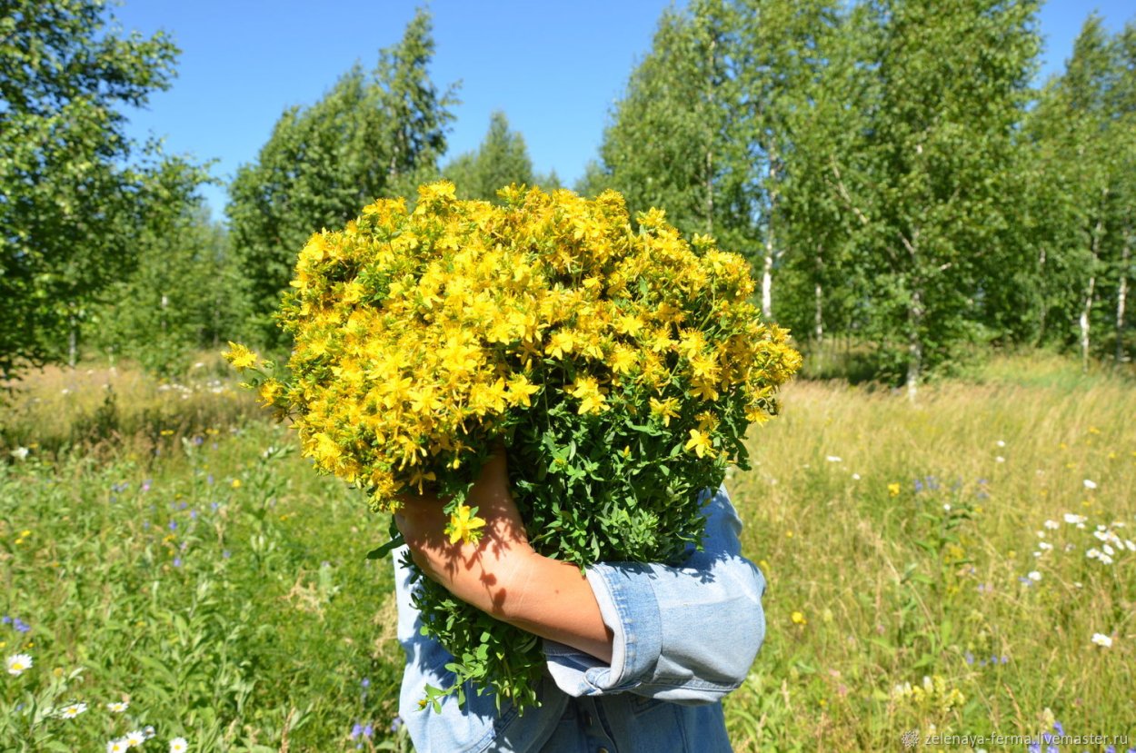 Травяной веник" зверобой"