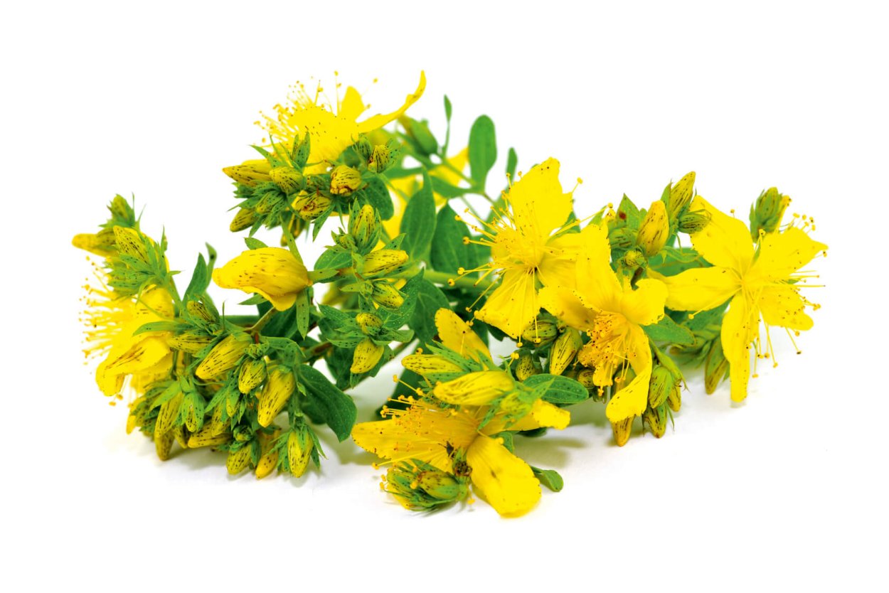 Зверобой на белом фоне