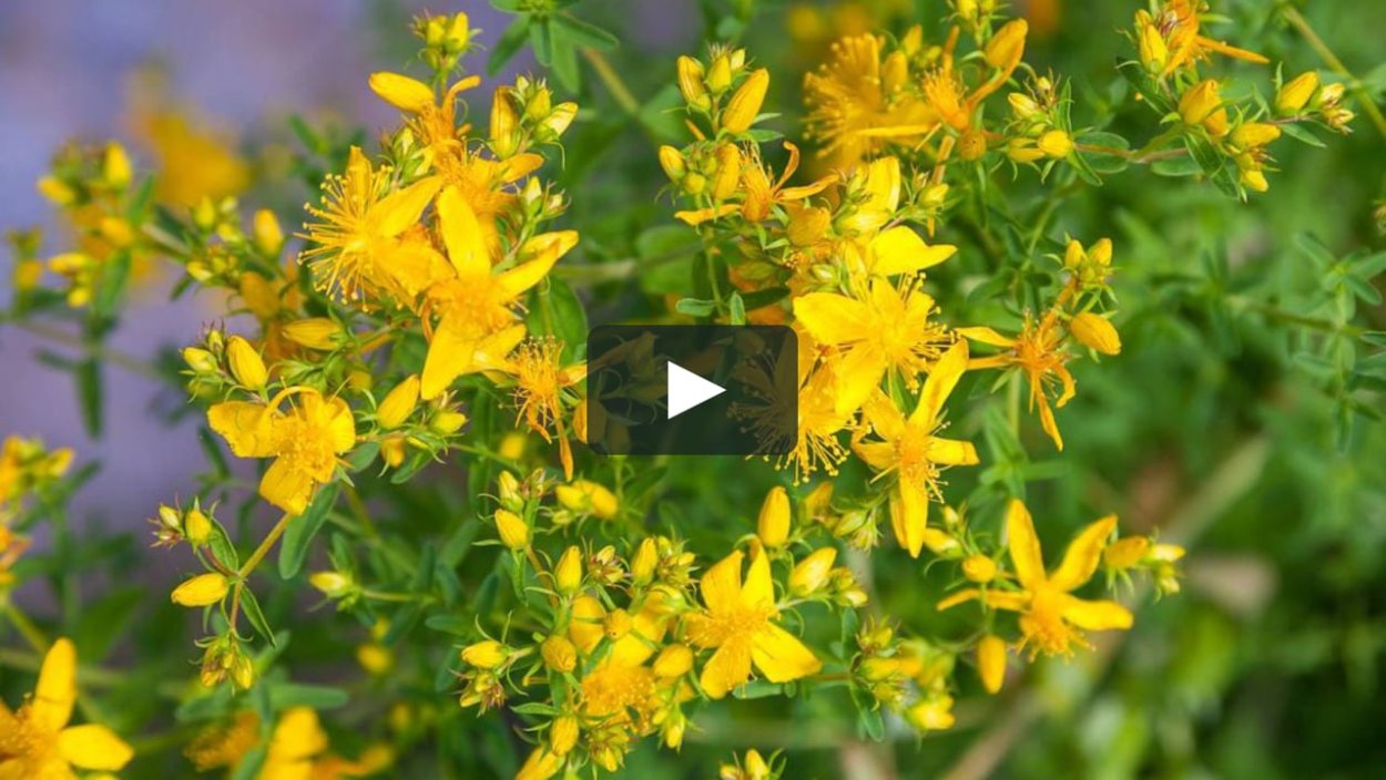 Зверобой Альпийский желтый