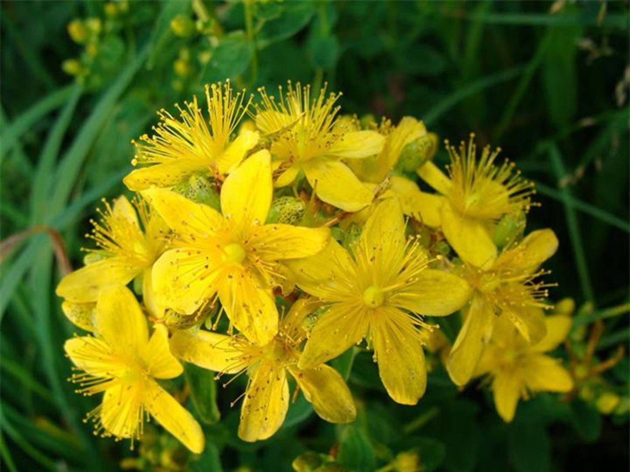 Зверобой цветок