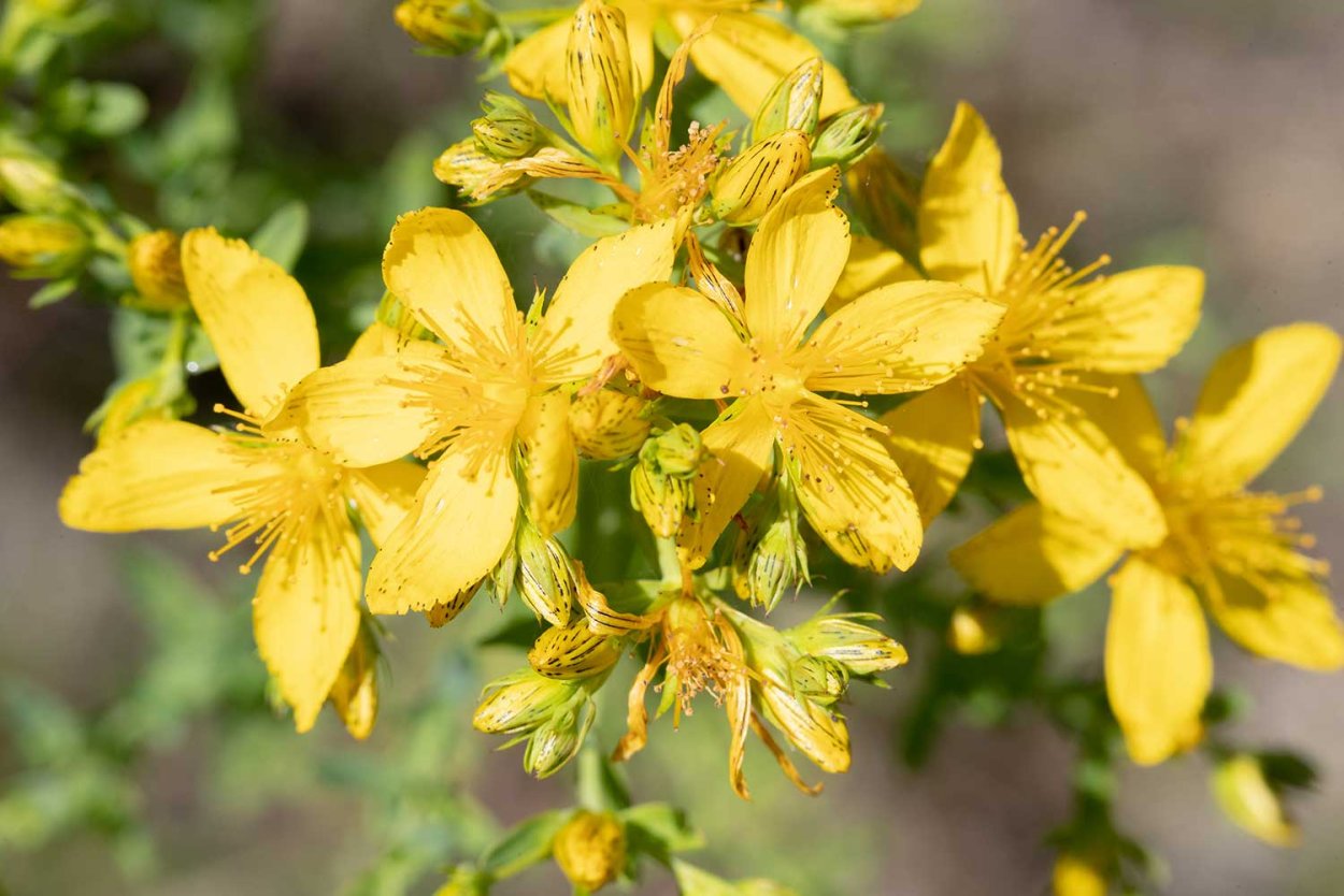 Трава зверобоя лекарство