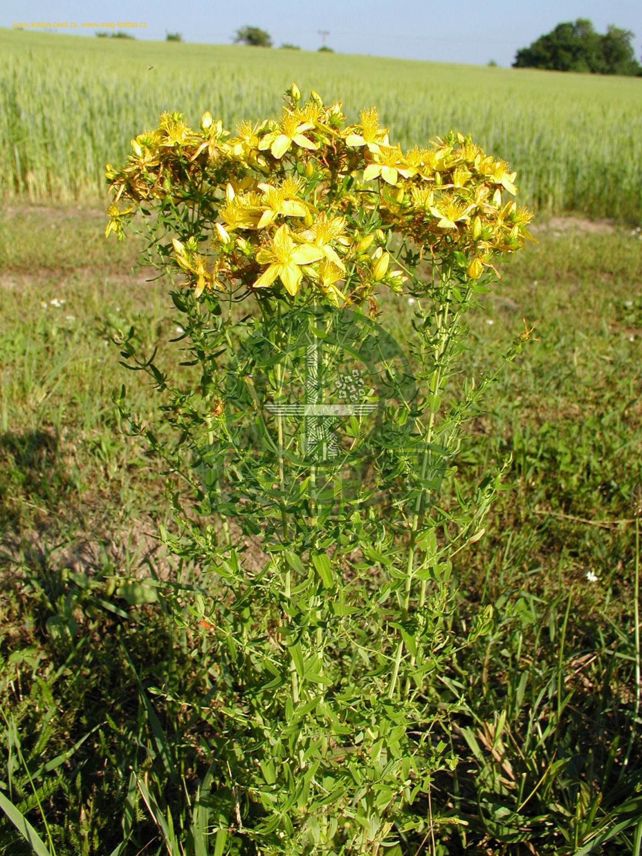 Зверобой Лесной