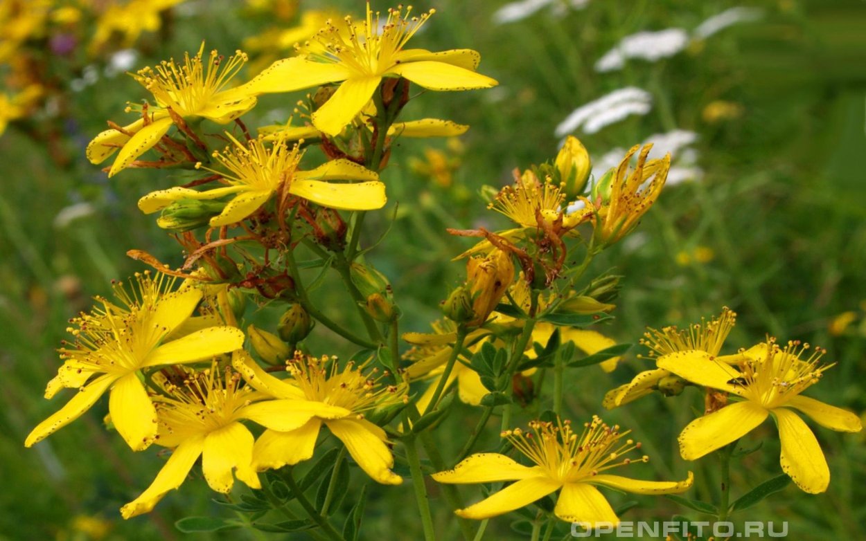 Зверобой монетчатый