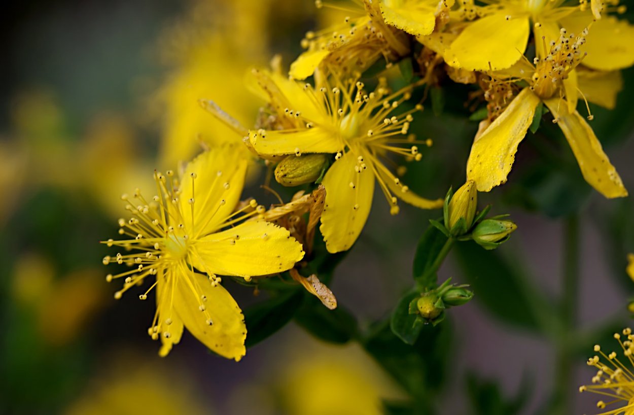 Зверобой Дальневосточный