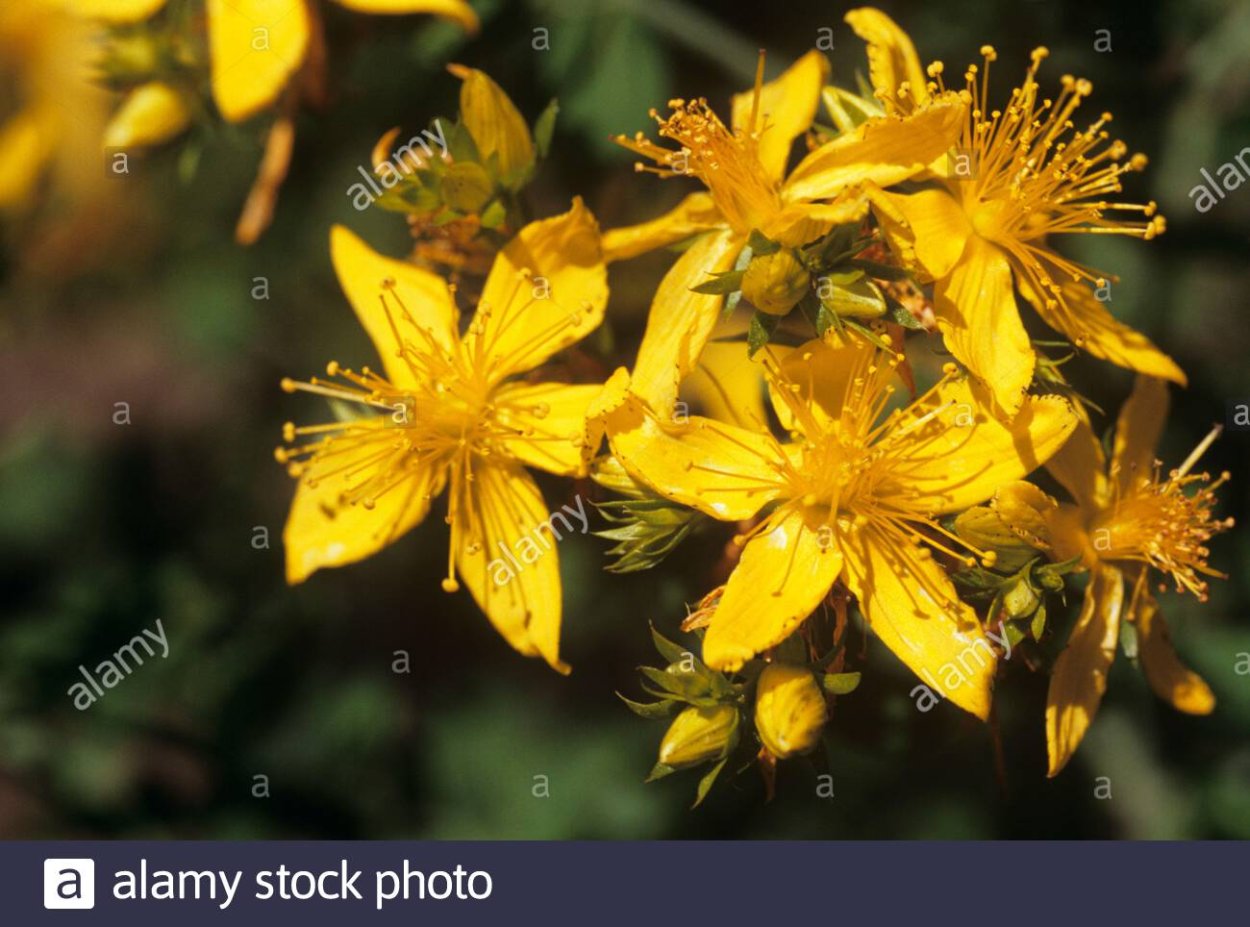 Зверобой продырявленный (Hypericum perforatum)