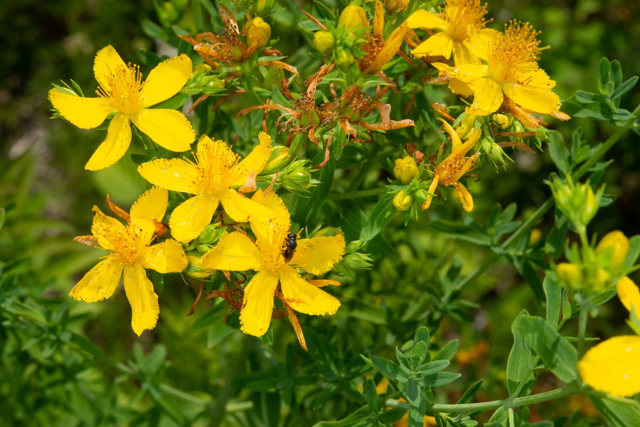 Трава зверобоя продырявленного