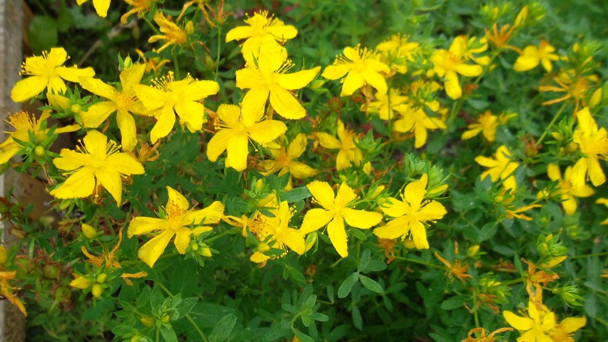 Зверобой Альпийский