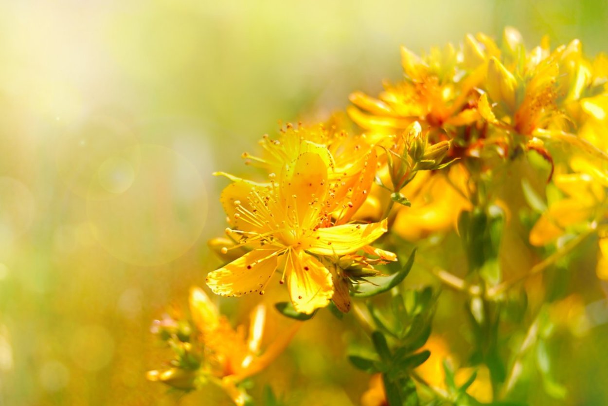 Зверобоя Траволечение