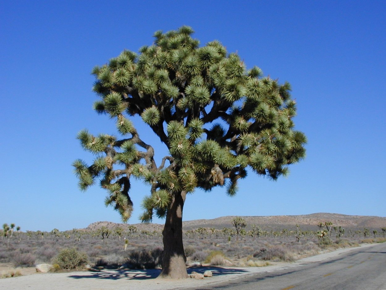 Joshua Tree California