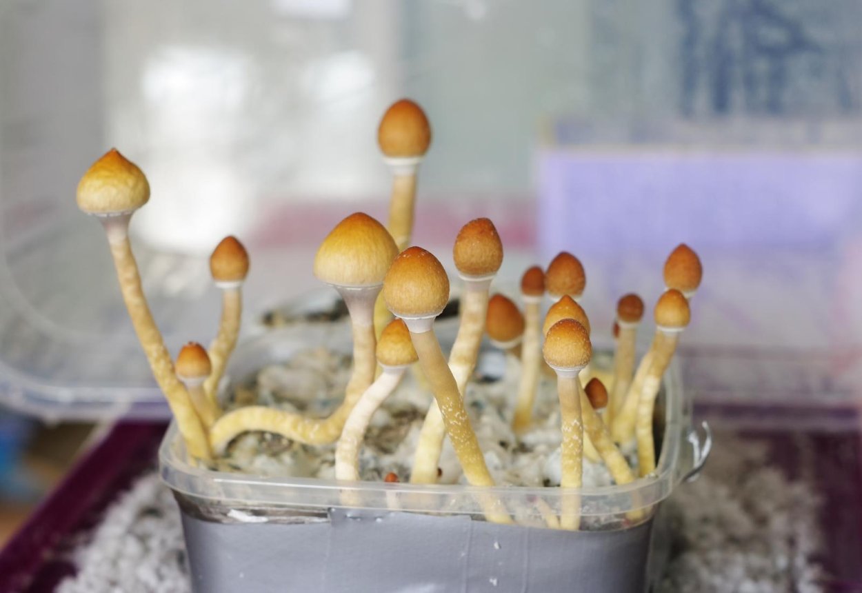 Golden teacher эффект