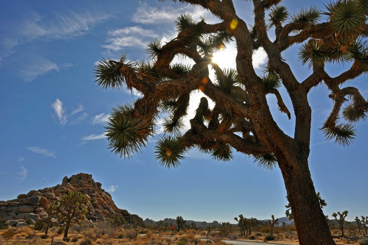 Desert Sun . Калифорния