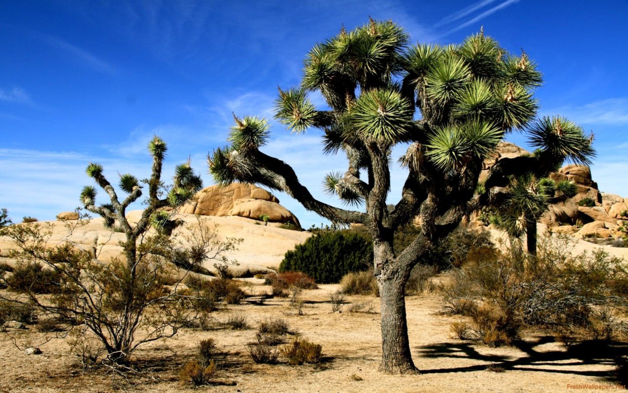 Joshua Tree California