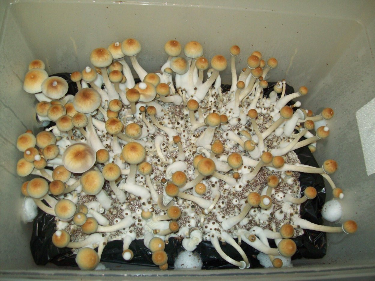 Psilocybin Magic Mushroom