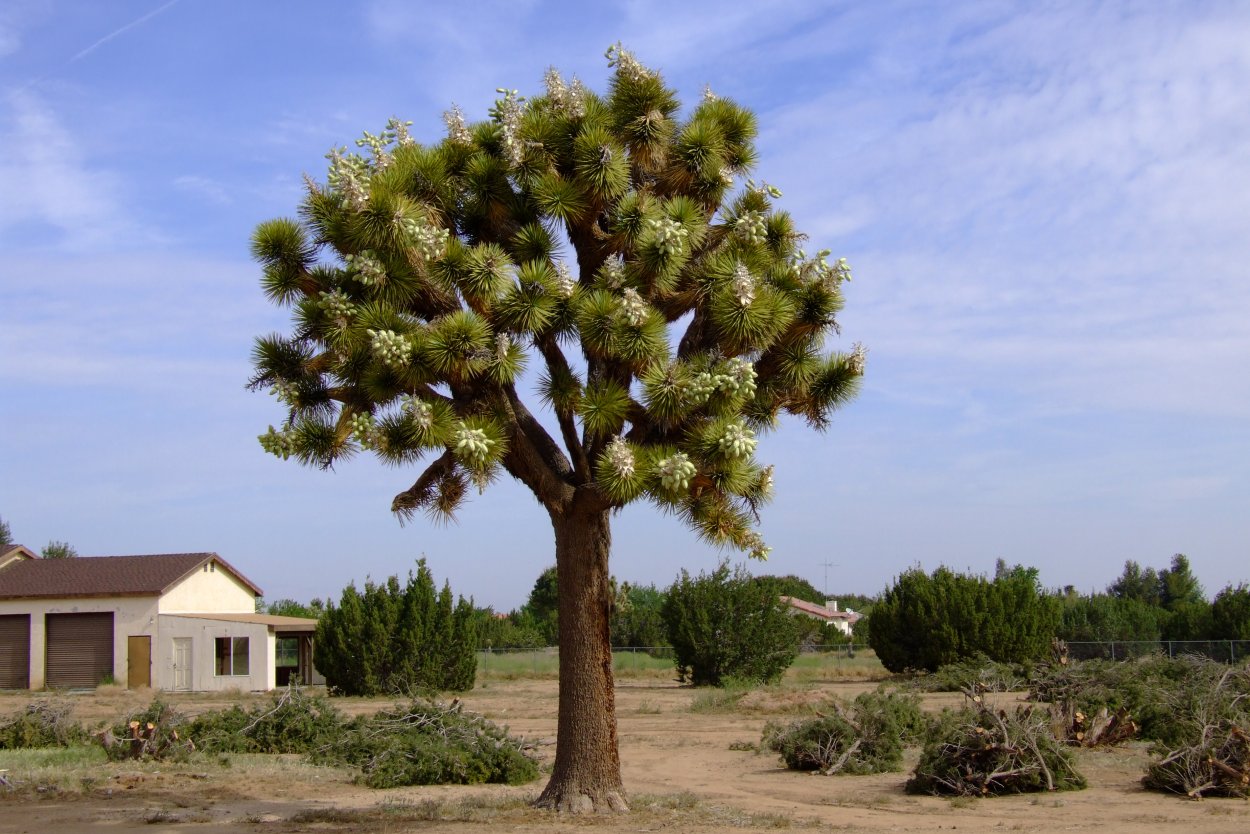 Окотильо» — Fouquieria splendens