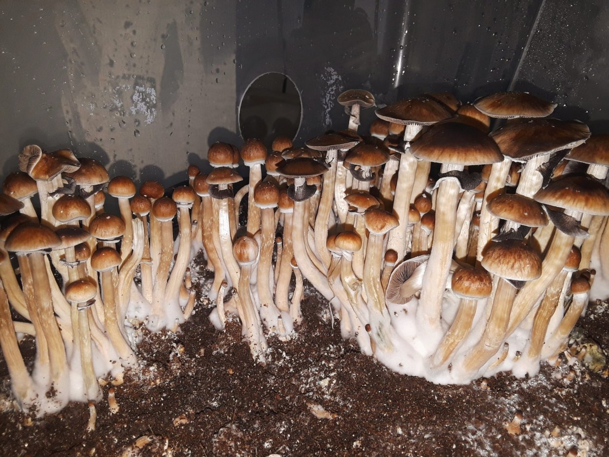 Mushrooms penis Cubensis