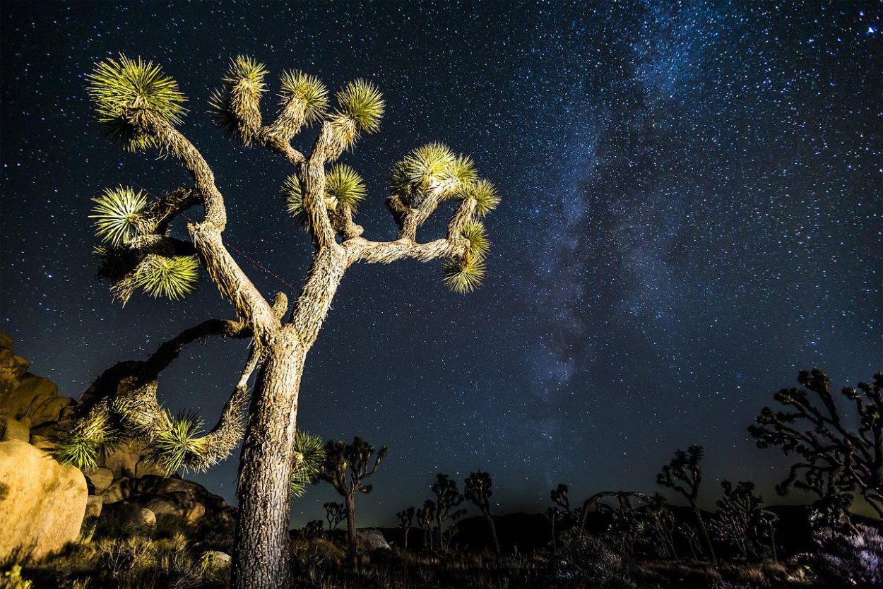 Фильм дерево Джошуа Joshua Tree