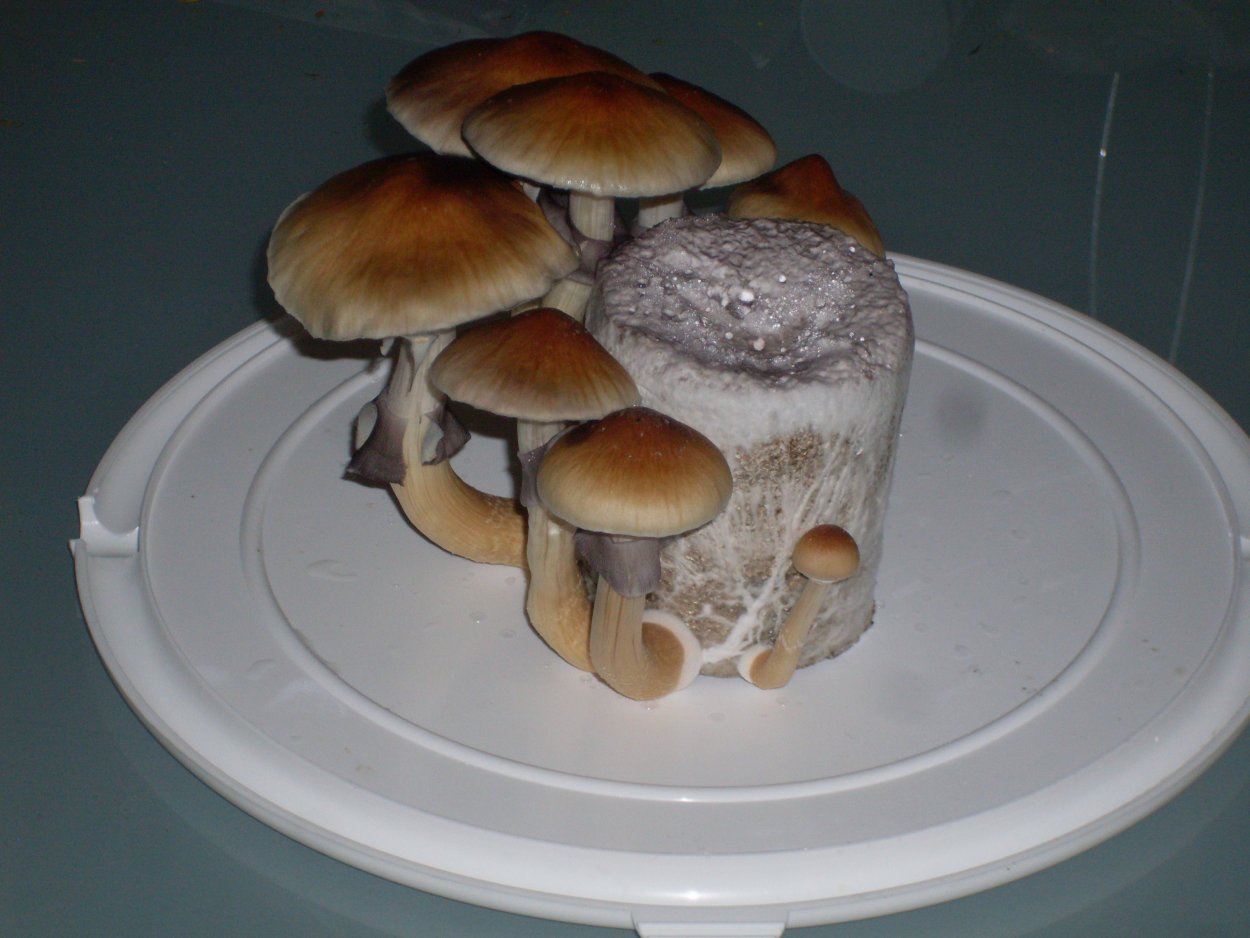 Cubensis penis