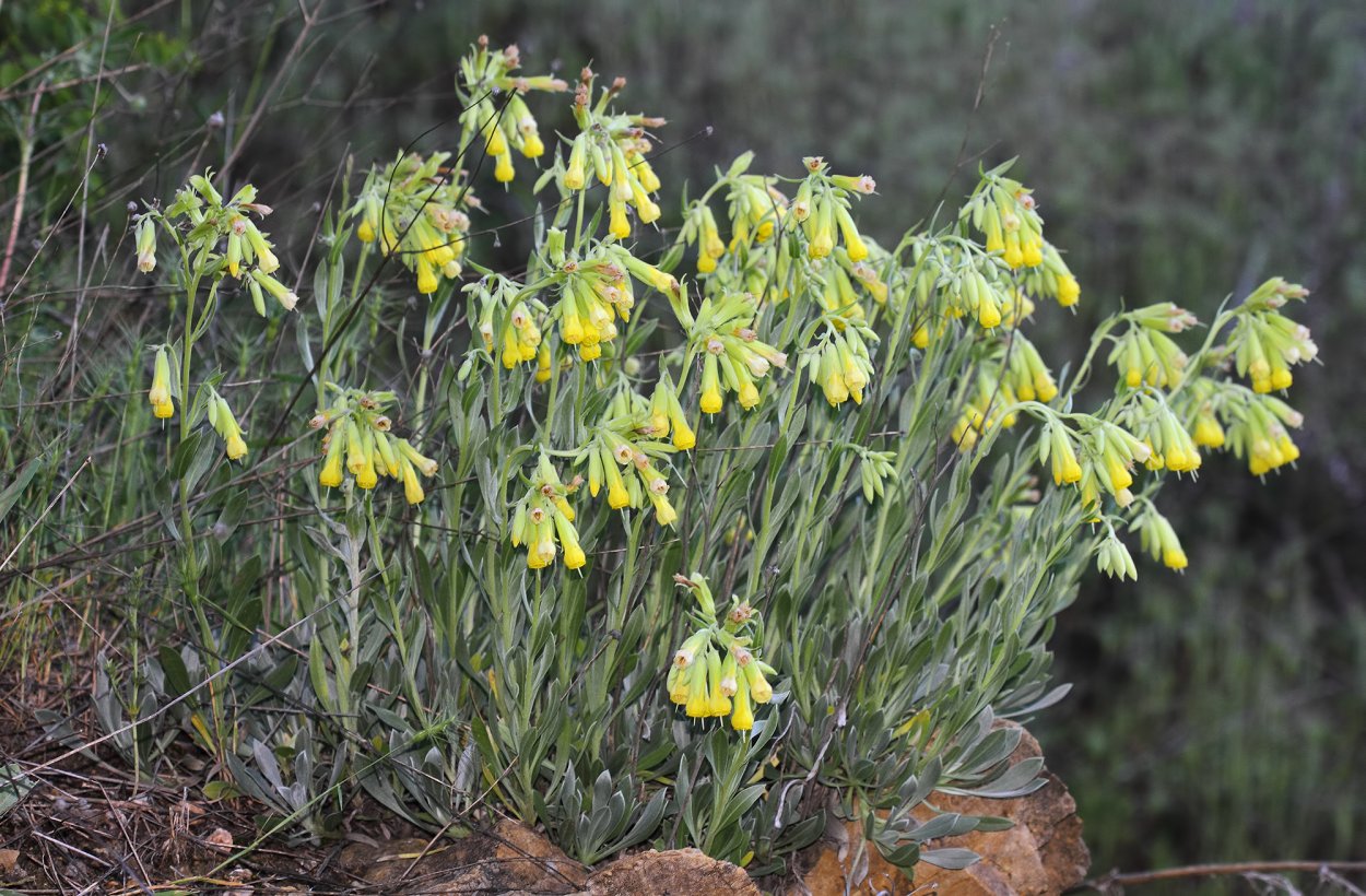 Onosma simplicissima