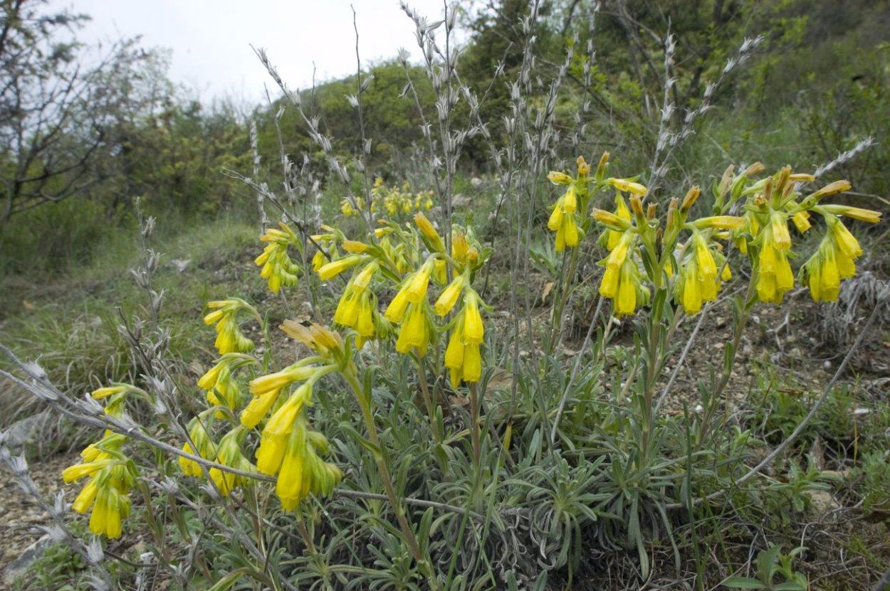 Onosma simplicissima