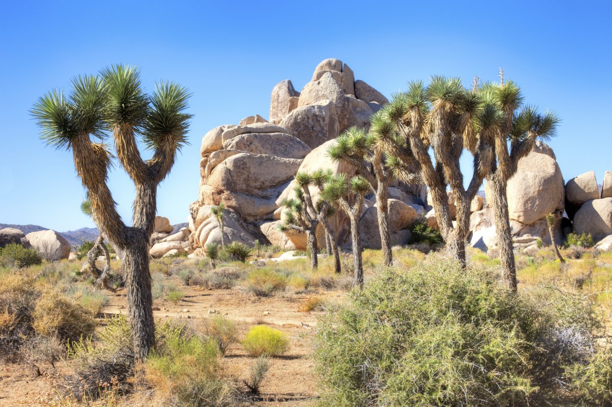 Joshua Tree Desert