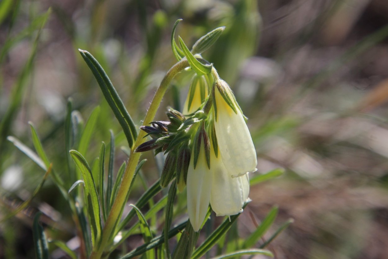 Onosma graniticola