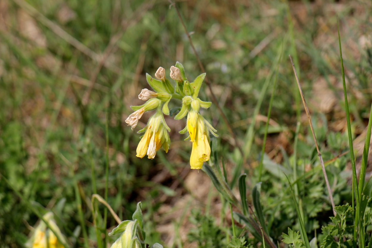 Onosma simplicissima