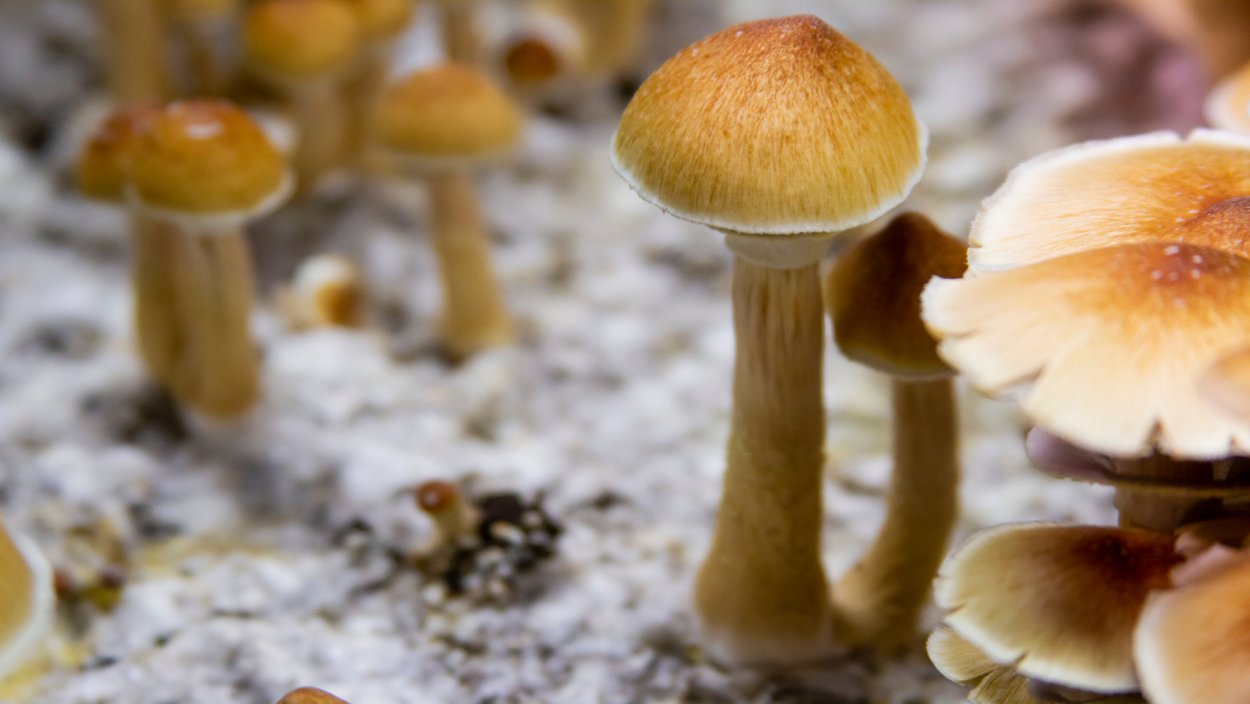Грибы Psilocybe Cubensis Golden teacher