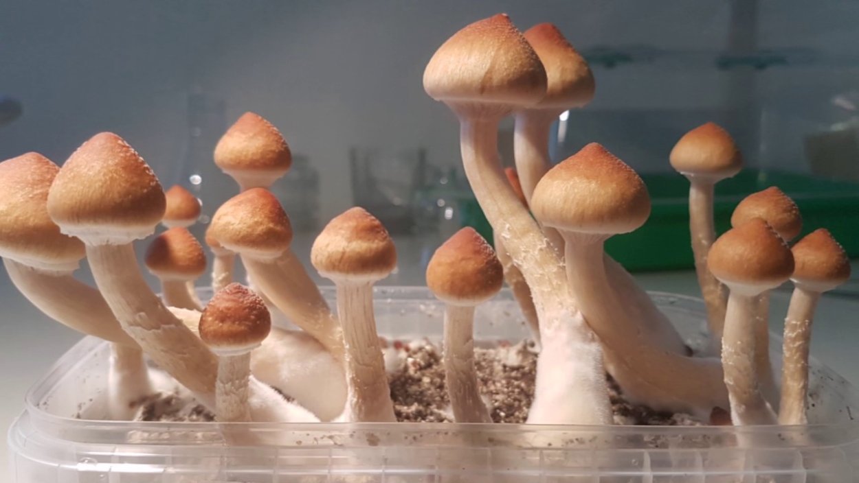Псилоцибиновые грибы кубенсисы