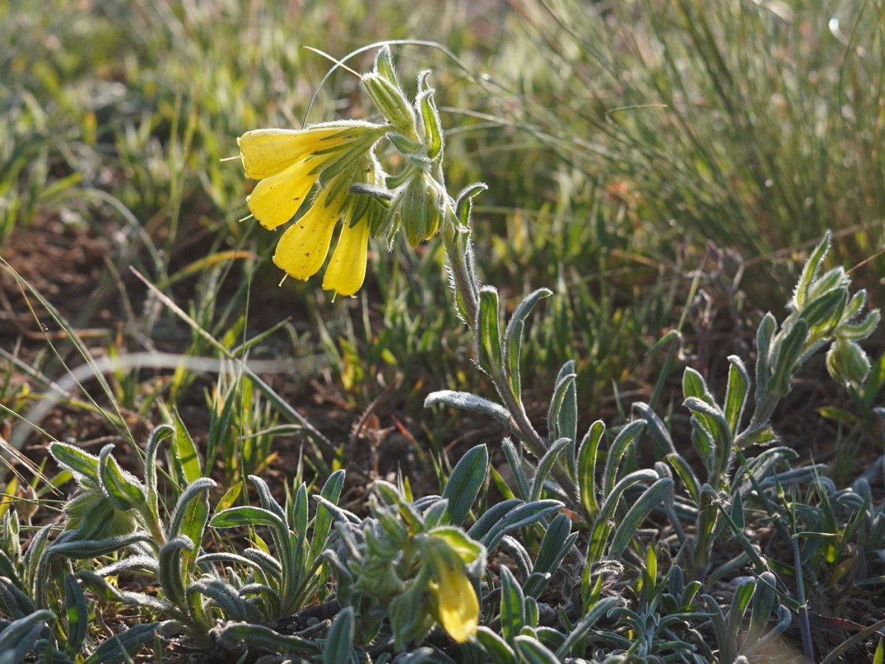 Оносма многолистная (Onosma polyphylla)