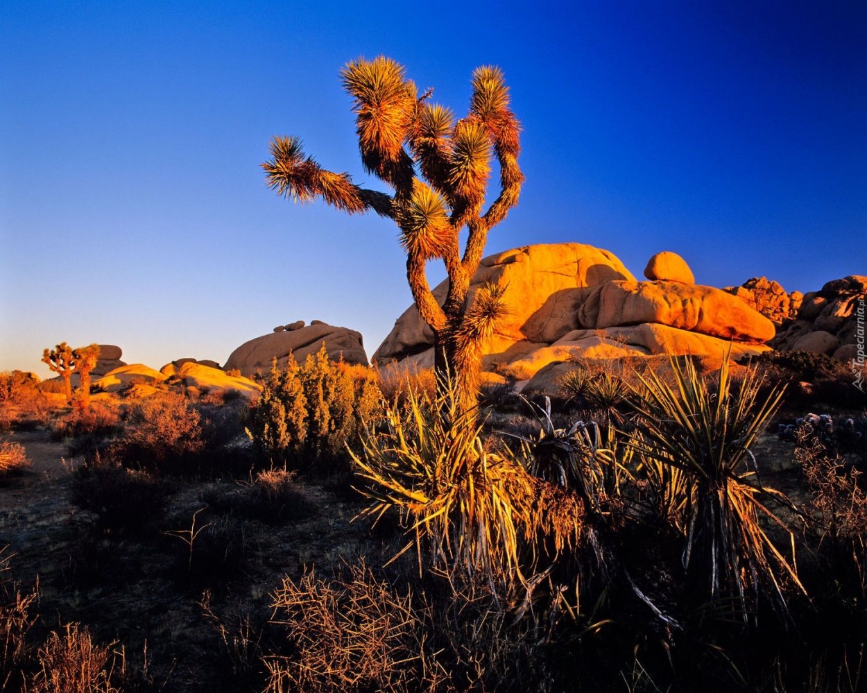 Joshua Tree California