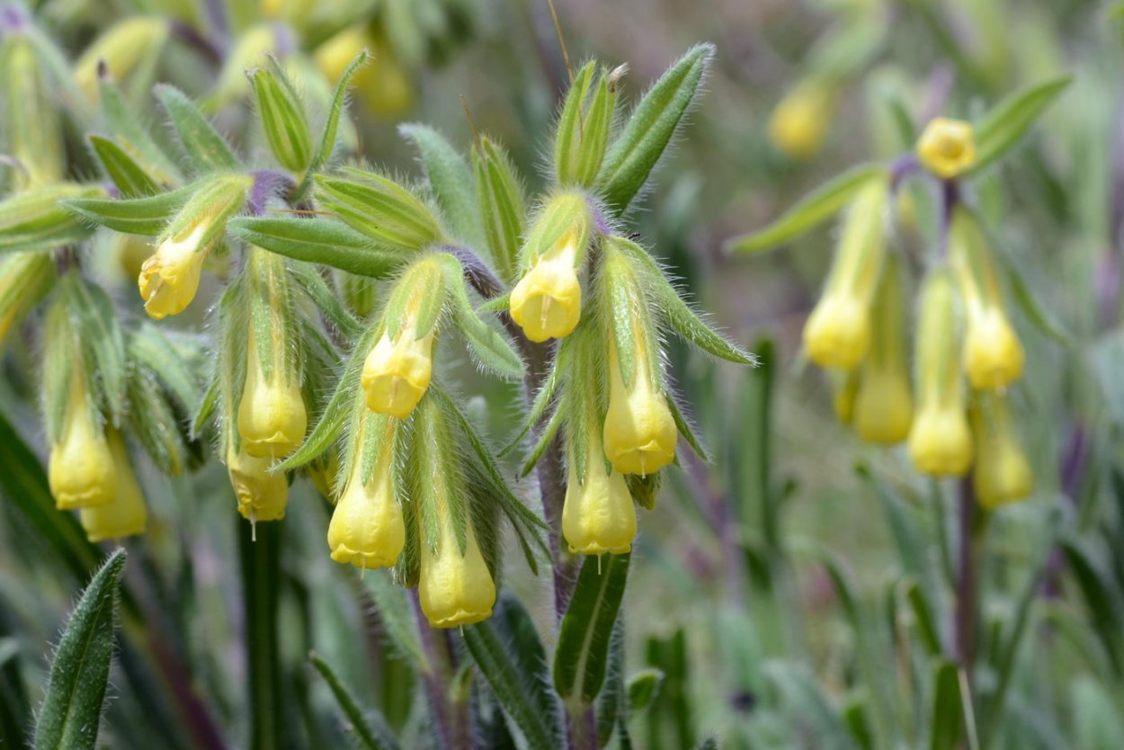 Onosma simplicissima