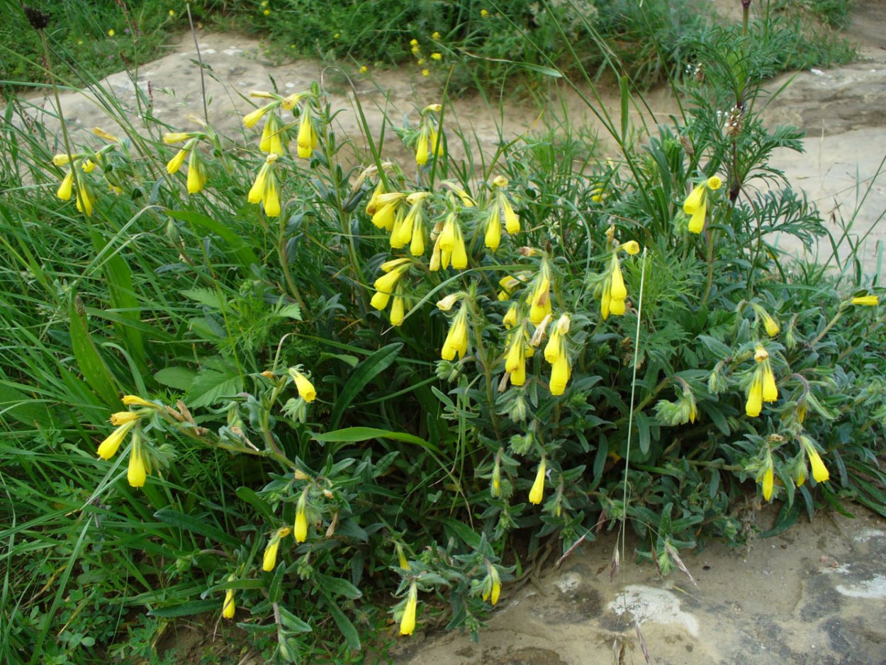 Оносма многолистная (Onosma polyphylla)