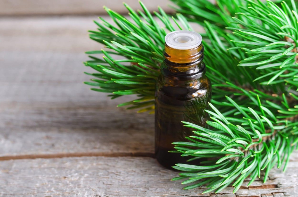 Spruce Needles