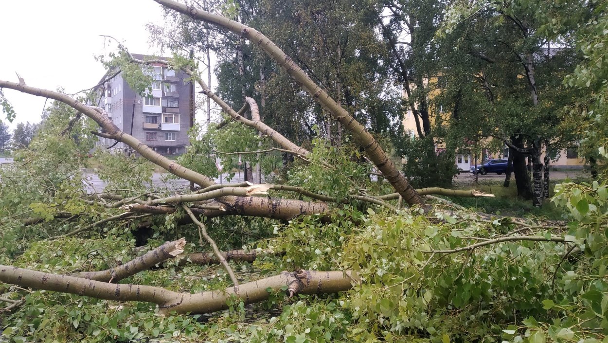 Ураган деревья