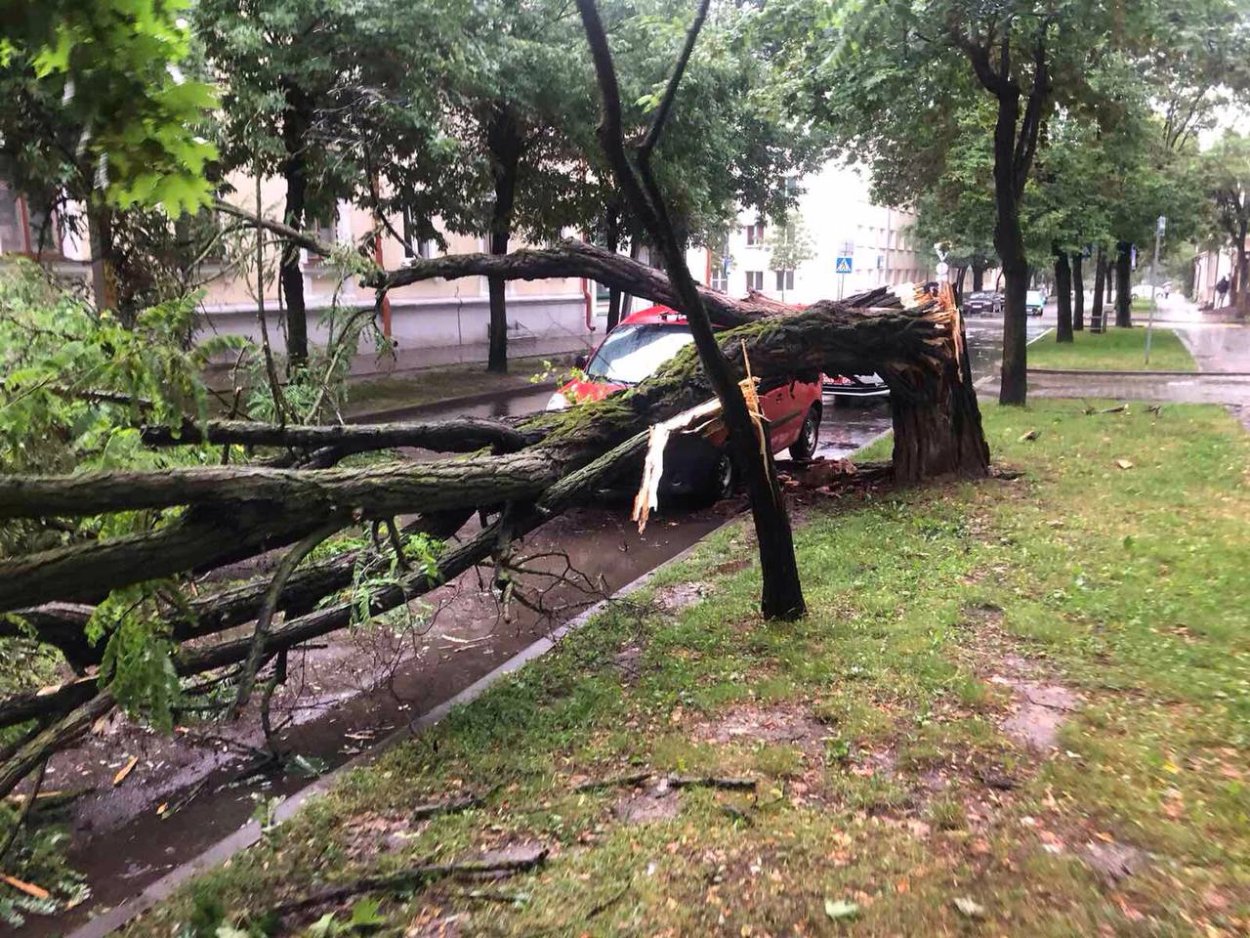 Падающее дерево