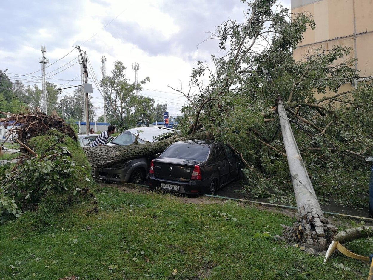 Сломанное дерево