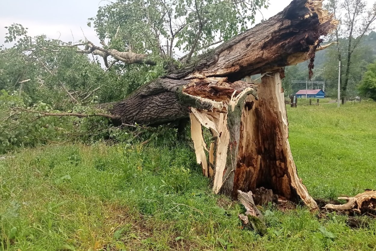 Деревья в городе