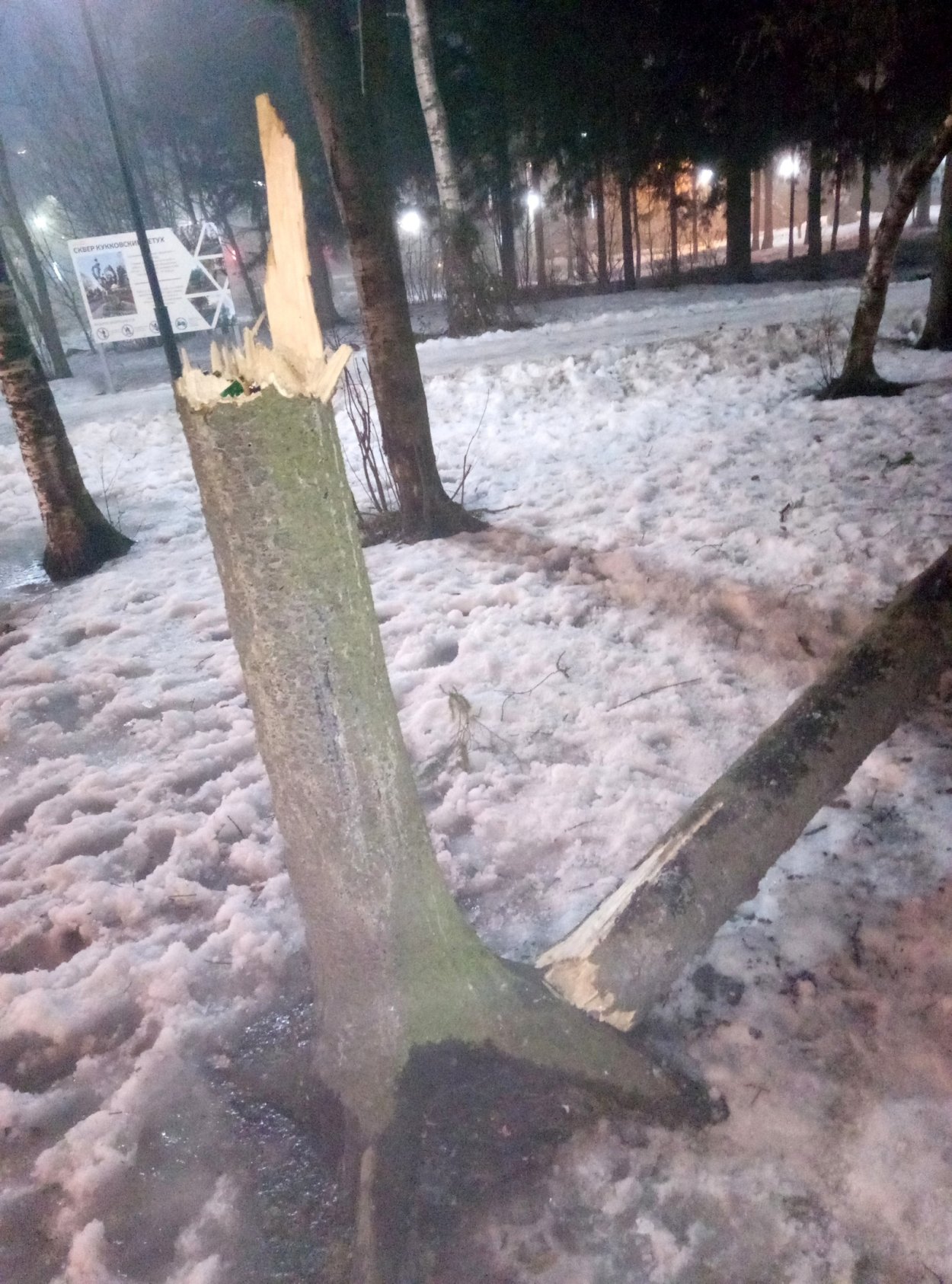 Одинокое дерево на ветру