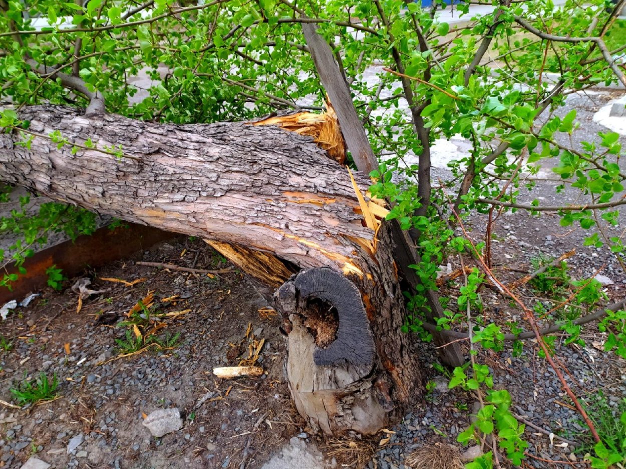 Сломанное дерево в городе