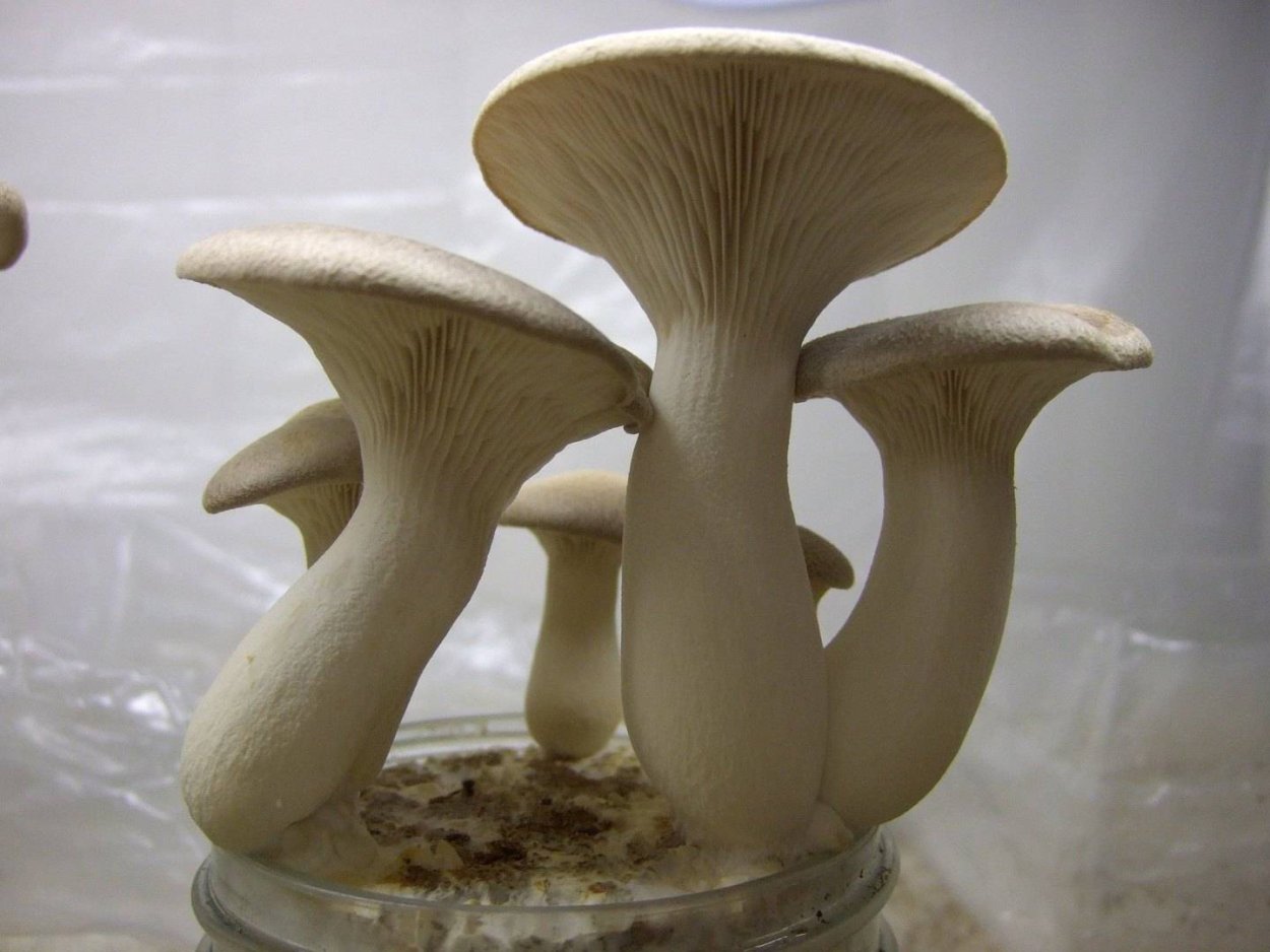 Вешенка степная грибы