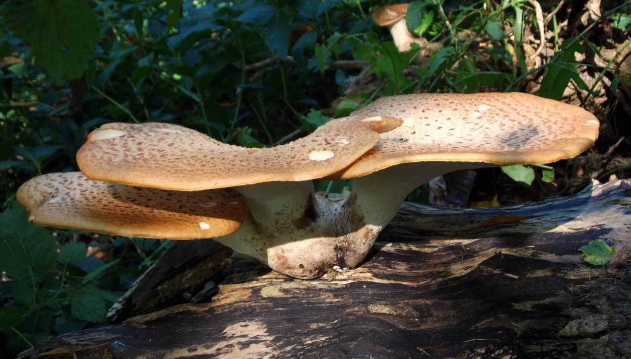 Вешенка обыкновенная (Pleurotus ostreatus)
