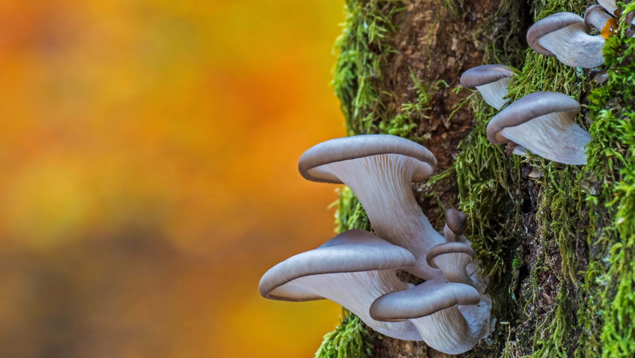 Air mycelium Mushroom