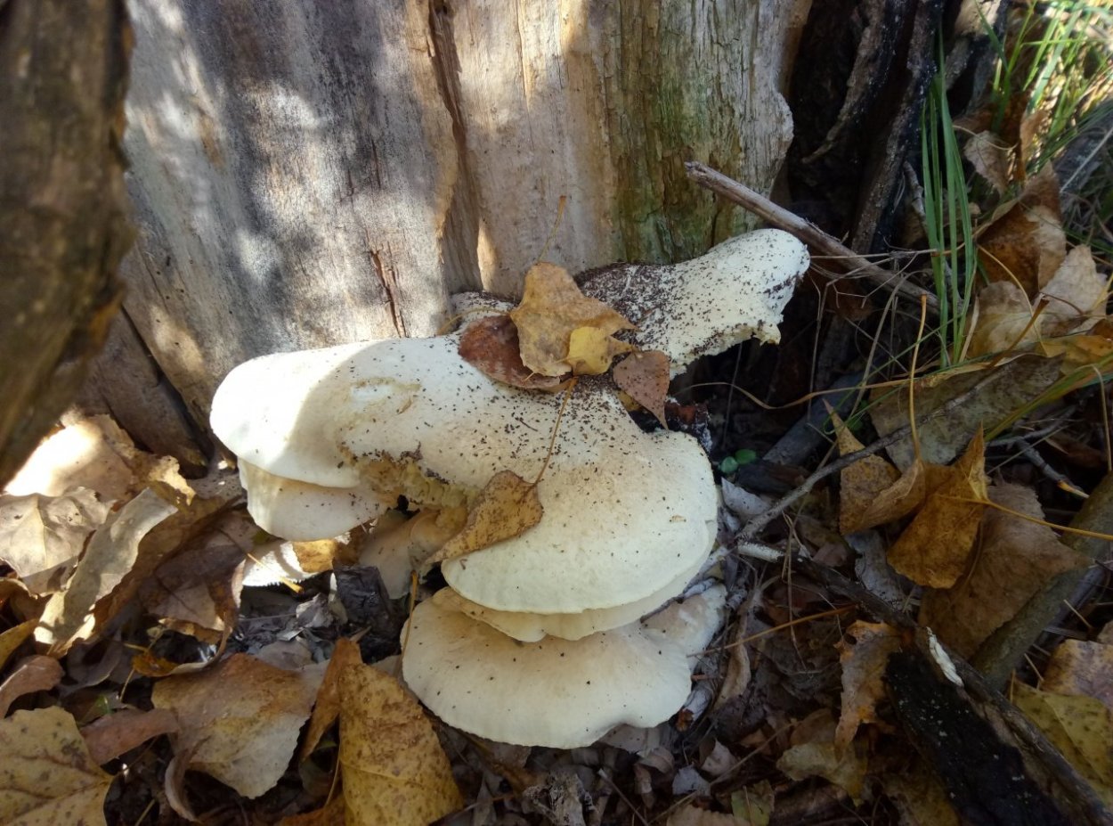 Вешенка Pleurotus ostreatus