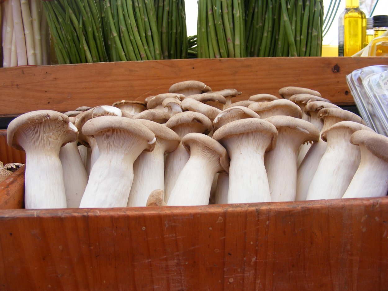 Вешенка дубовая Pleurotus dryinus