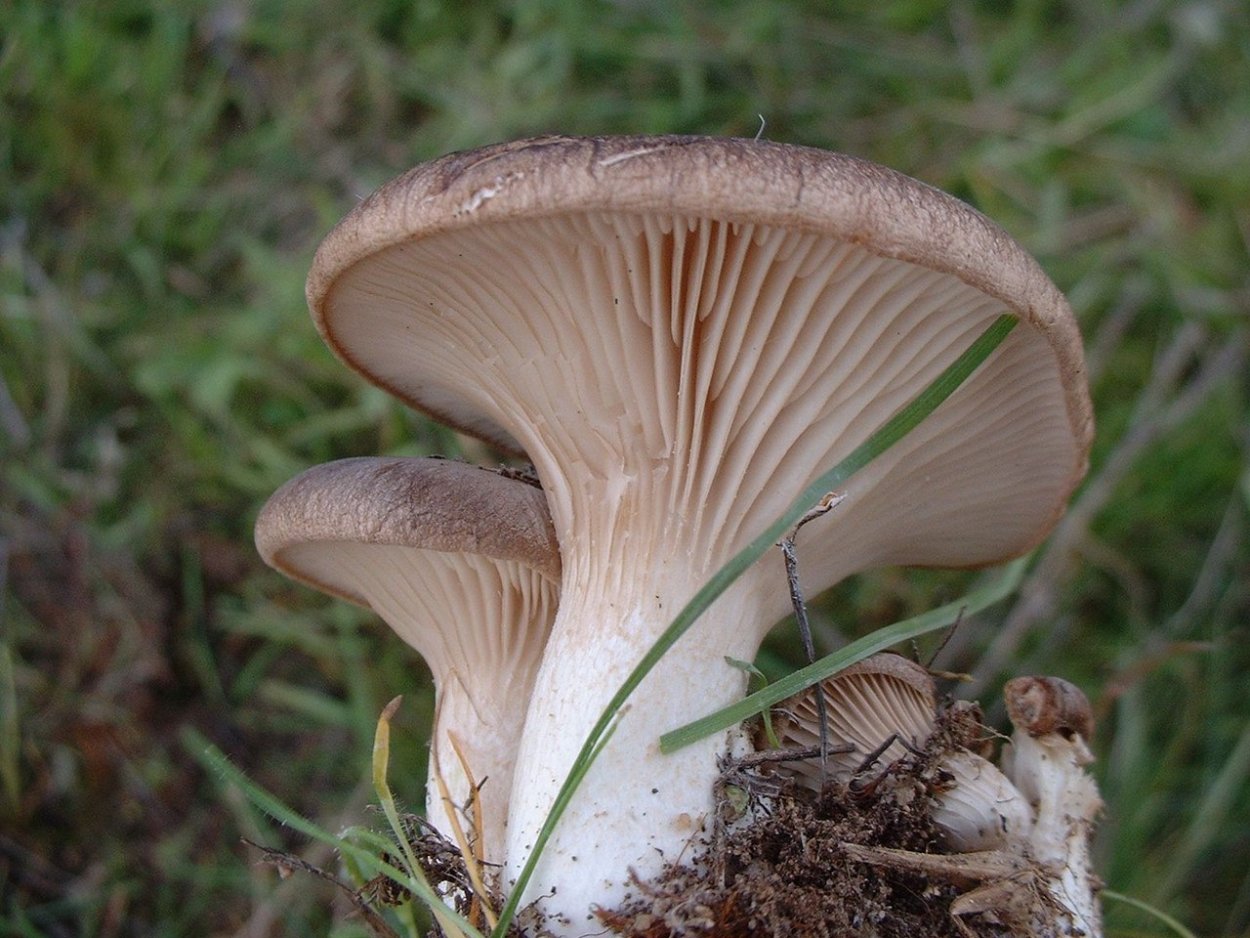 Грибы King Oyster