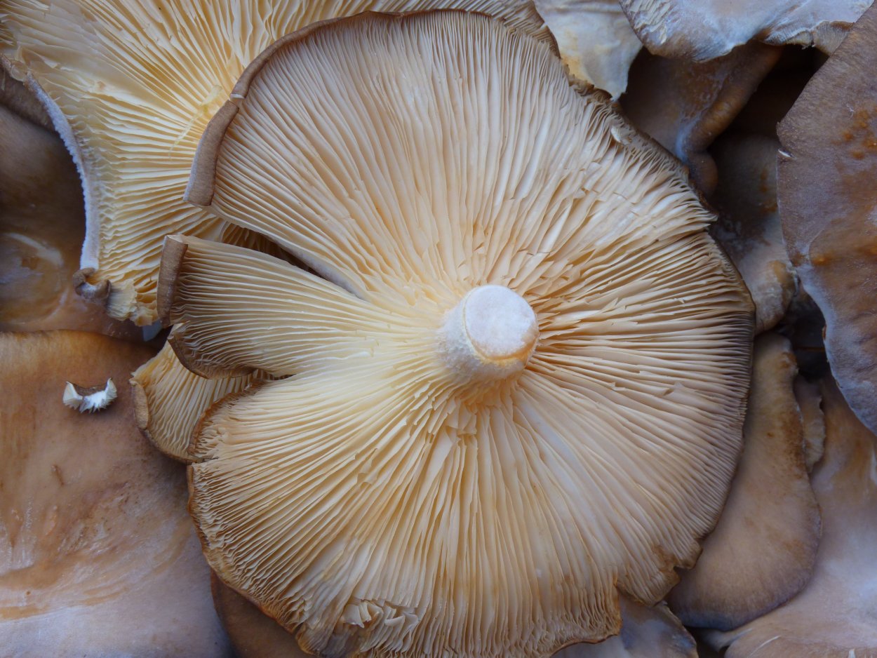 Вешенка обыкновенная (Pleurotus ostreatus)