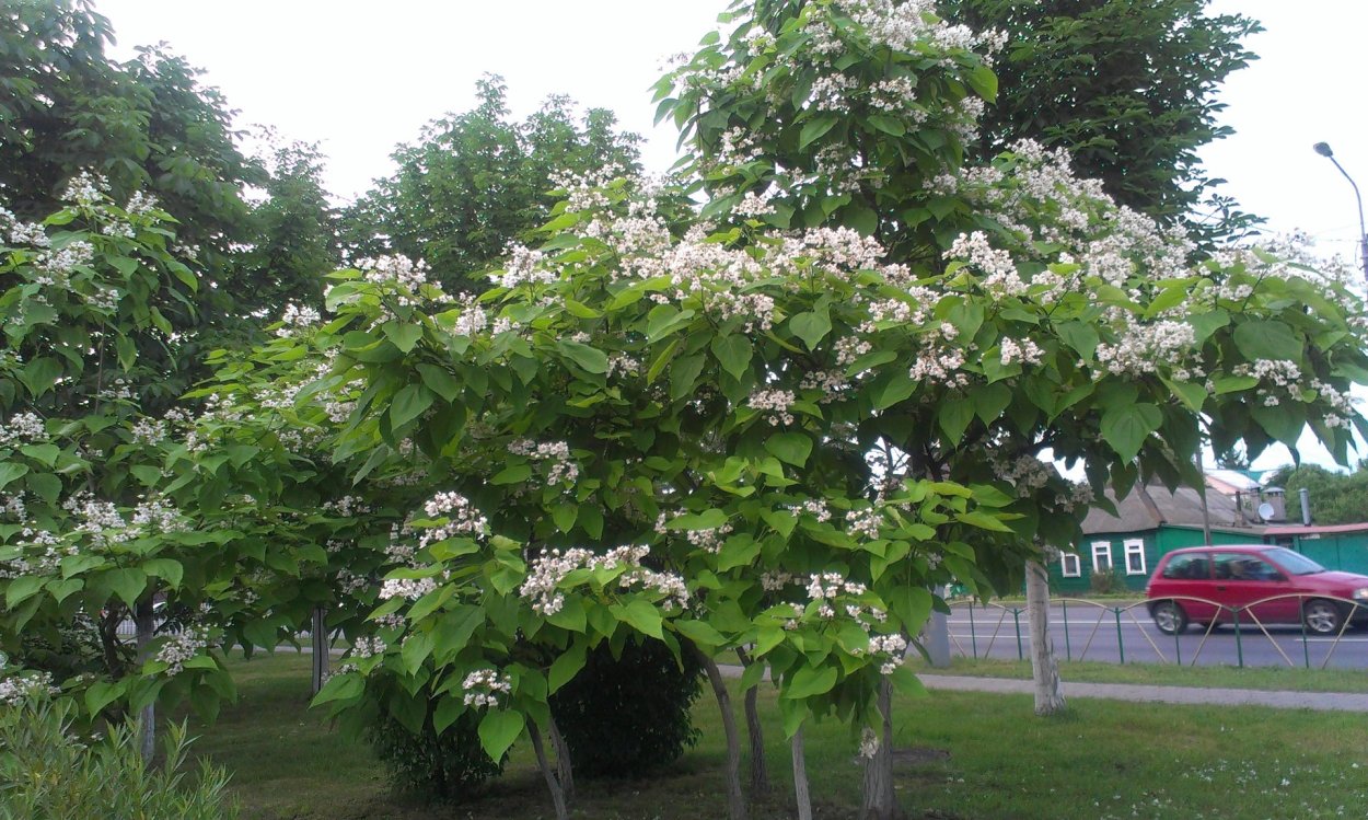 Катальпа прекрасная – Catalpa speciosa Ward.
